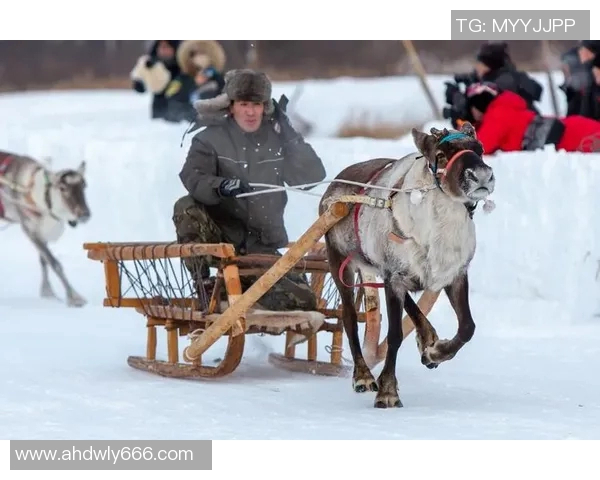 驯鹿篮球明星的传奇之路与赛场上的精彩瞬间